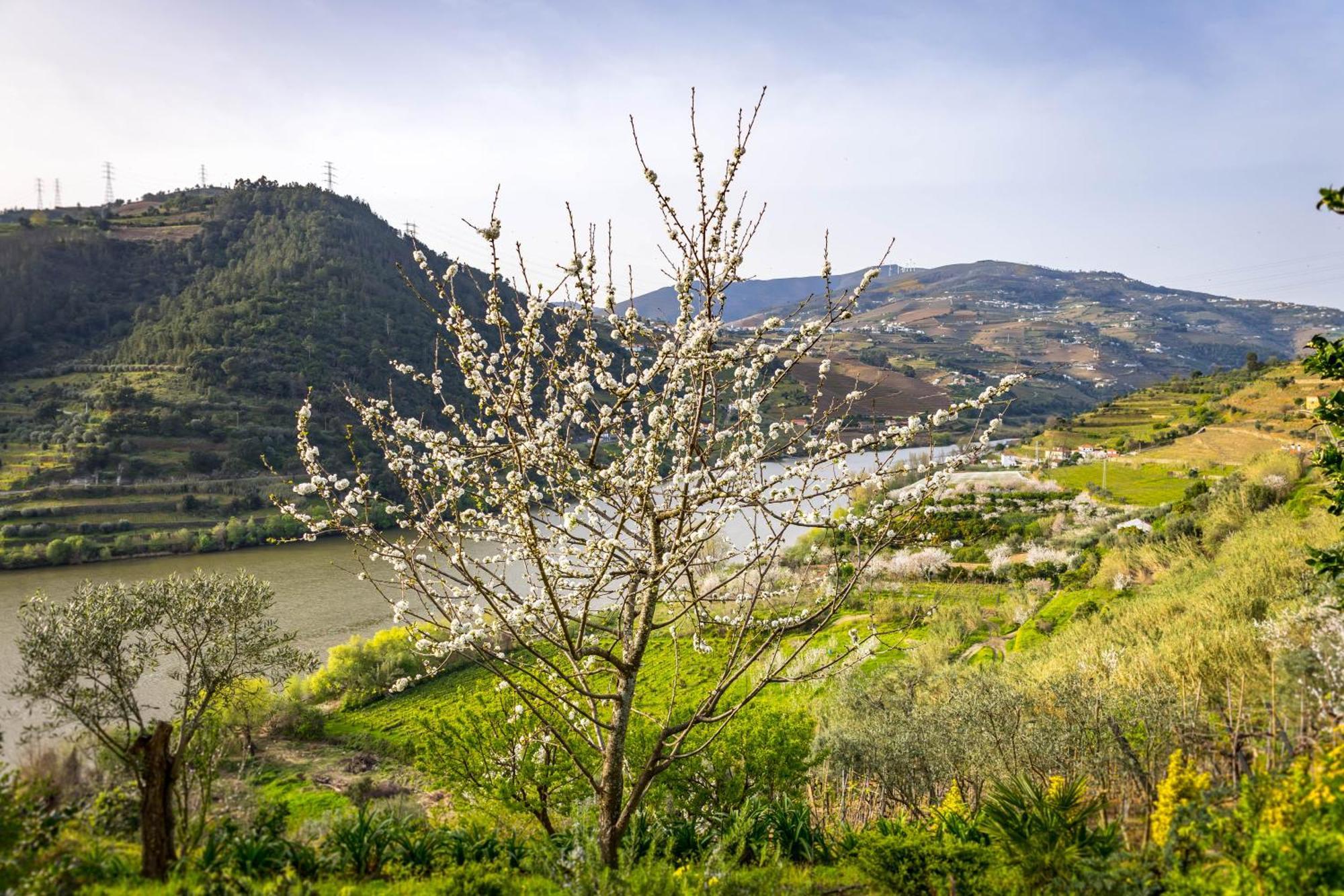 רסנדה Fraga Douro House, Douro Valley מראה חיצוני תמונה